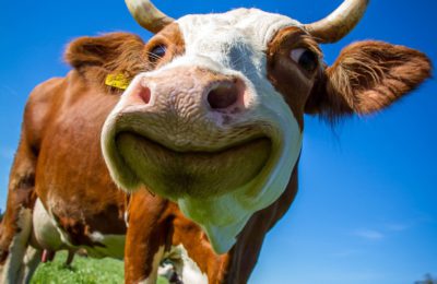 COMPOSICIÓN TEMA: «LA VACA»